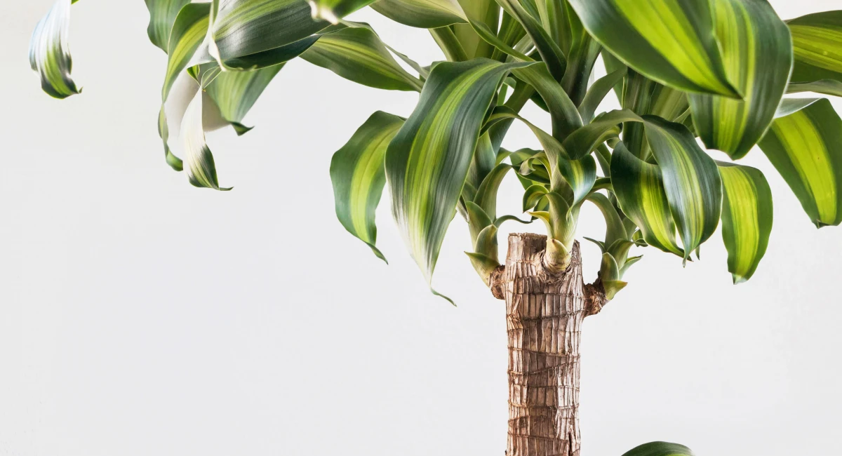 image-banner-stock-dracaena-fragrans-plant-with-green-leaves-on-1325418120.webp