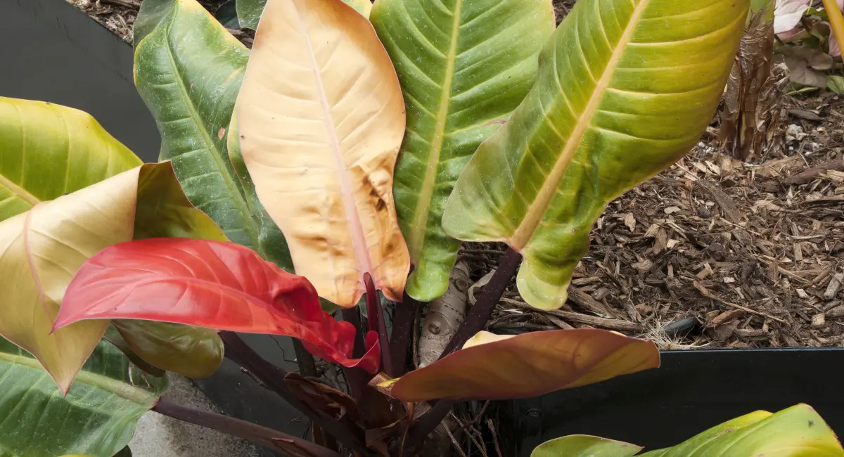image-banner-stock-multi-coloured-leaves-of-a-philodendron-imperial-1334603373.webp