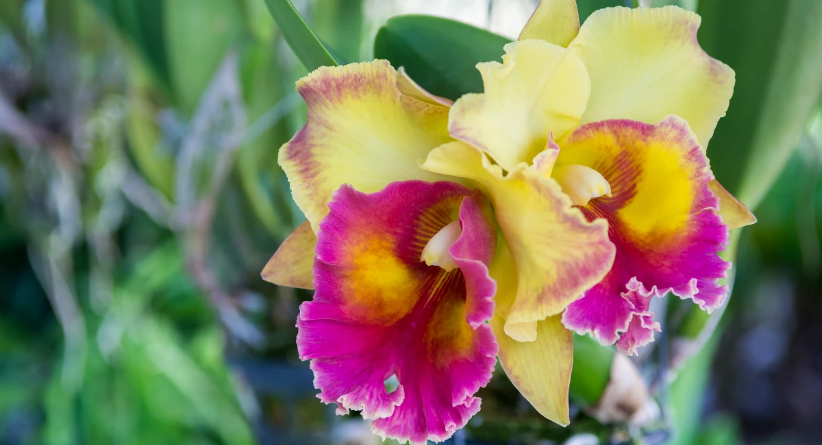 image-banner-stock-purple-cattleya-orchid-841599914 (1).webp