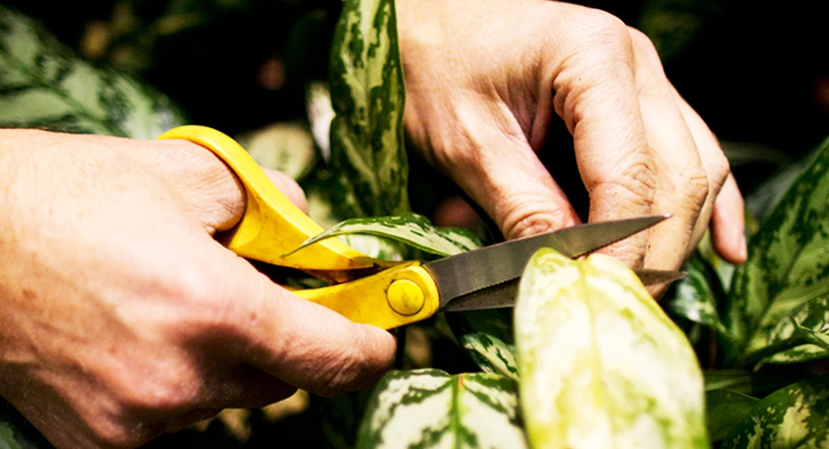 cutting