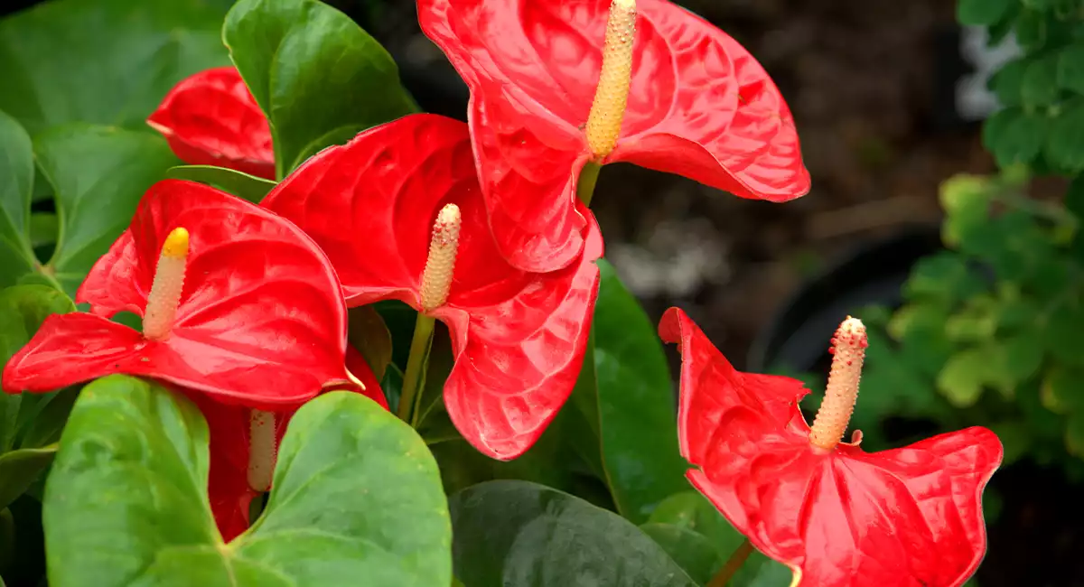 Anthuriums
