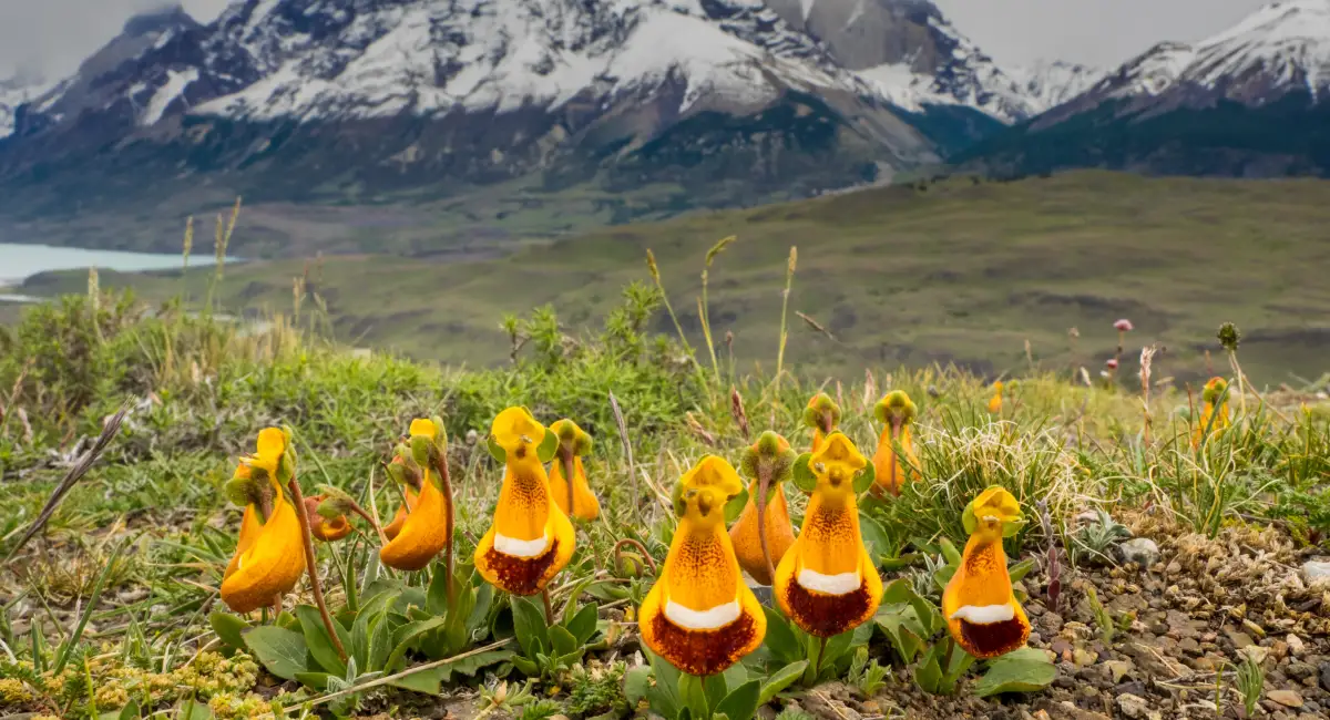 image-banner-stock-virgins-slipper-calceolaria-uniflora-patagonia-545362848.webp