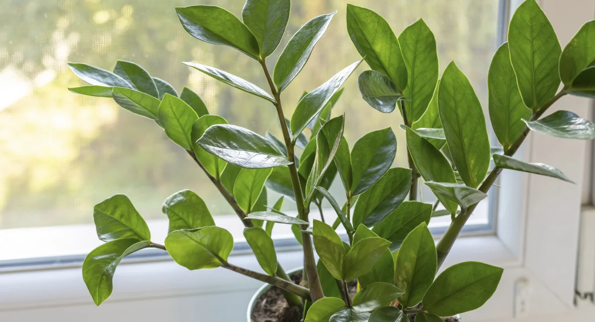 Zamioculcas
