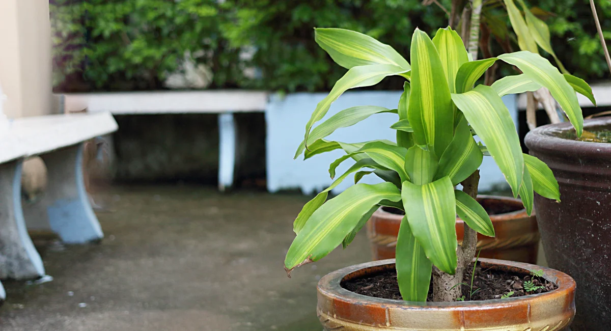 image-banner-stock-vasna-plant-in-garden-near-basin-1069229260.webp