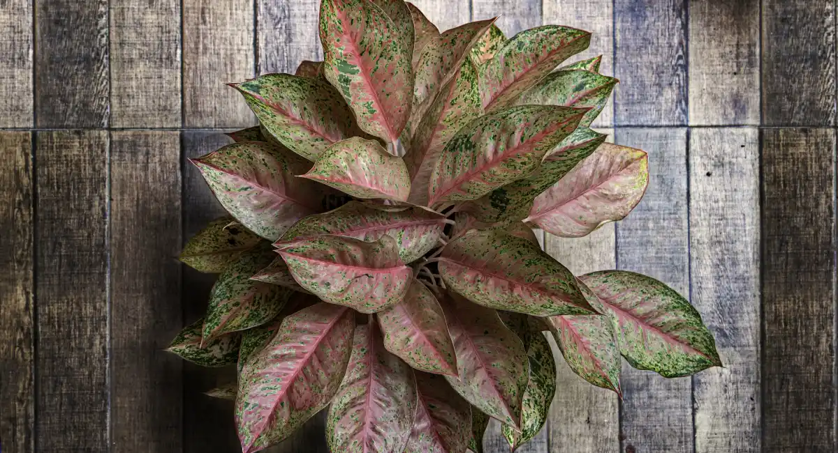 image-banner-stock-aglaonema-commutatum-chinese-evergreen-rain-1282089056.webp