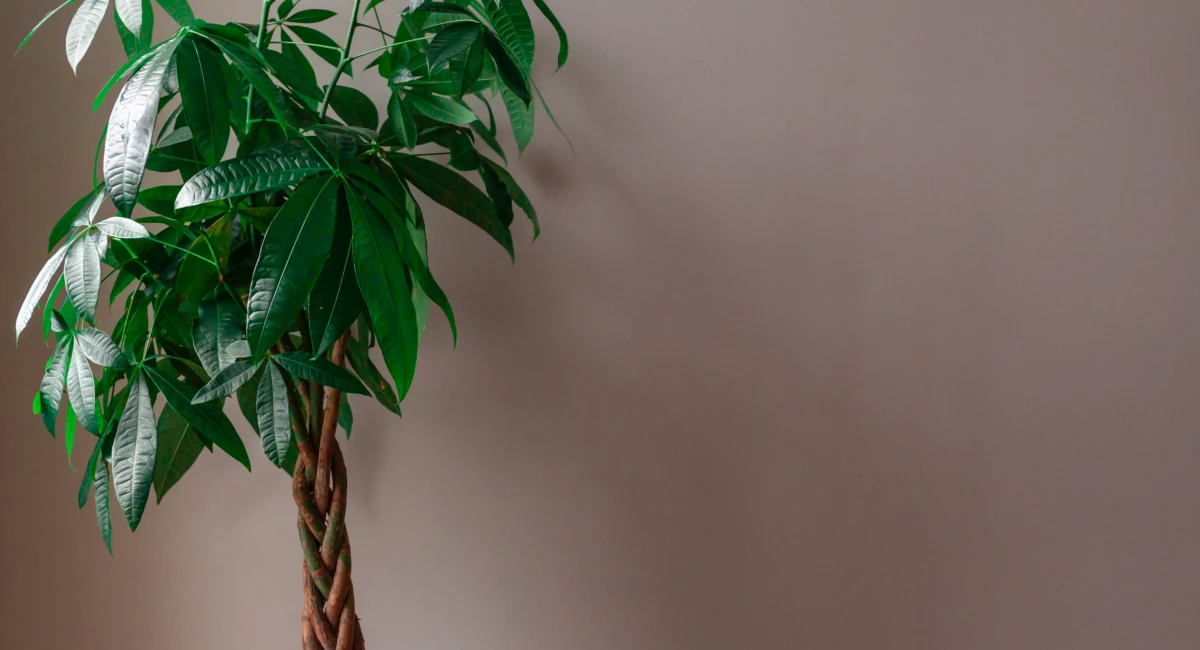 image-banner-stock-money-tree-against-a-grey-background-1193751550.webp