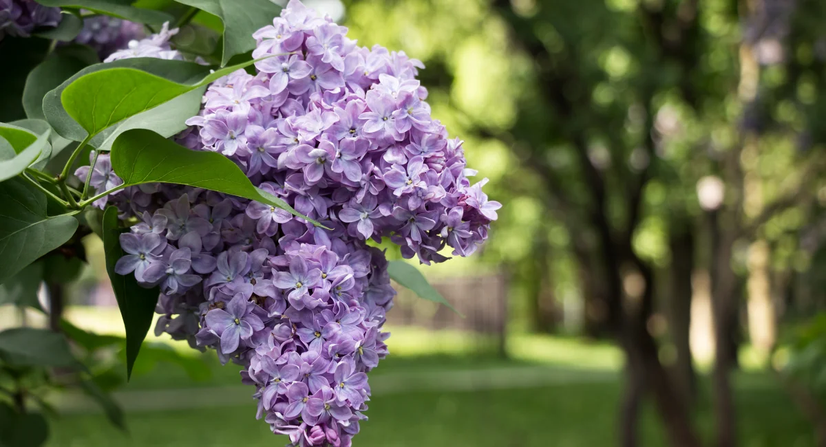 image-banner-stock-lilac-flowering---lilac-bush-bloom--520413072.webp