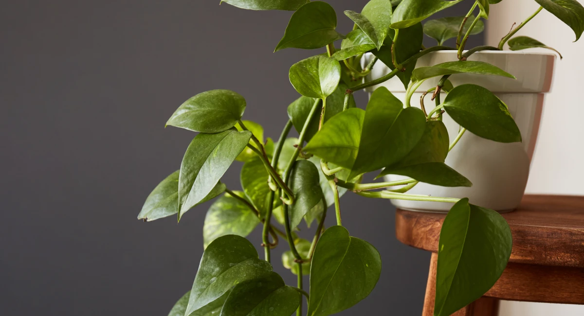 image-banner-stock-tropical-aglaonema-stripes-houseplant-with-long-1308559798.webp