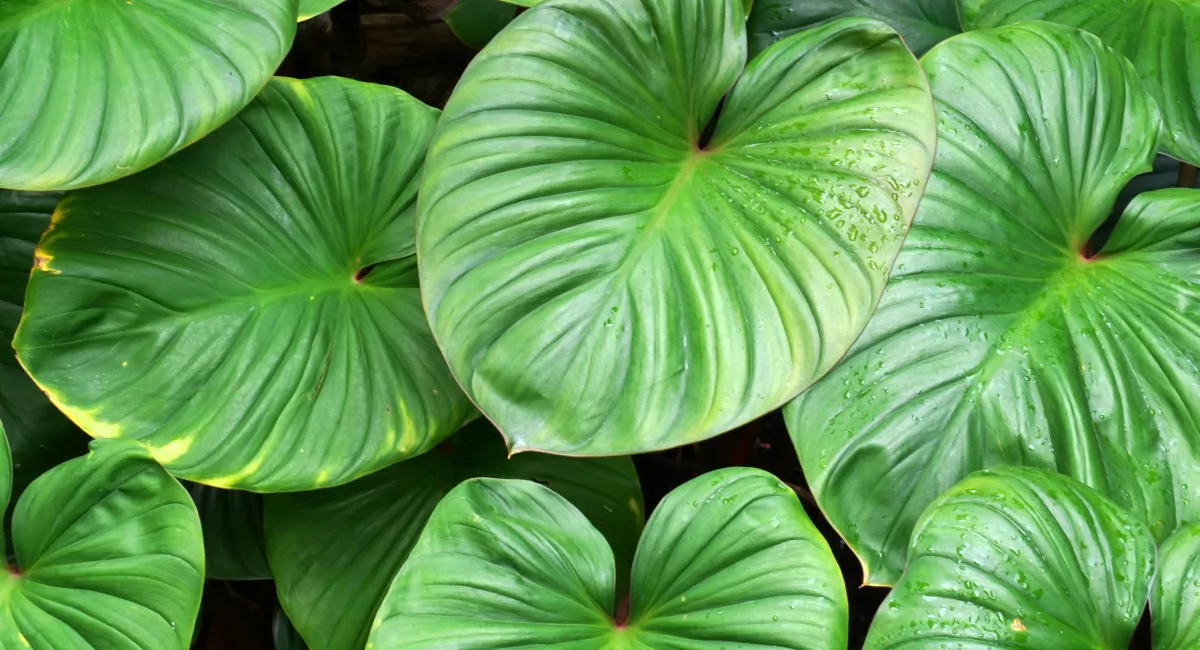 image-banner-stock-green-nature-of-devils-ivy-1353012753.webp