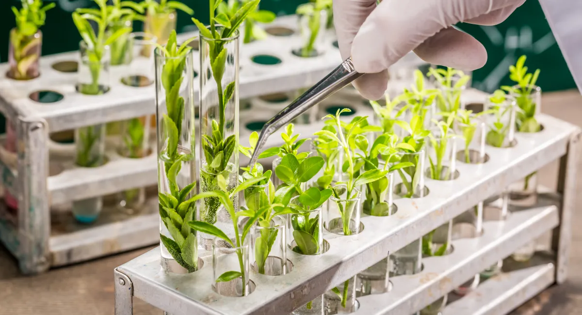 image-banner-stock-university-lab-exploring-new-methods-of-plant-591822832.webp