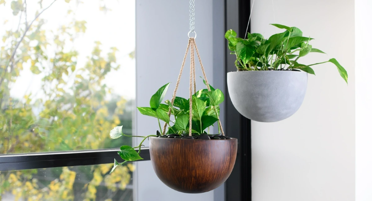 plant pot