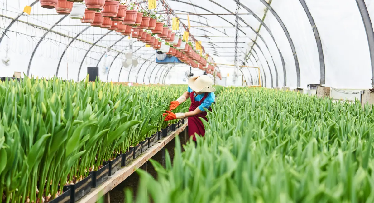 image-banner-stock-woman-worker-inspects-growing-tulips-in-a-1209113949.webp