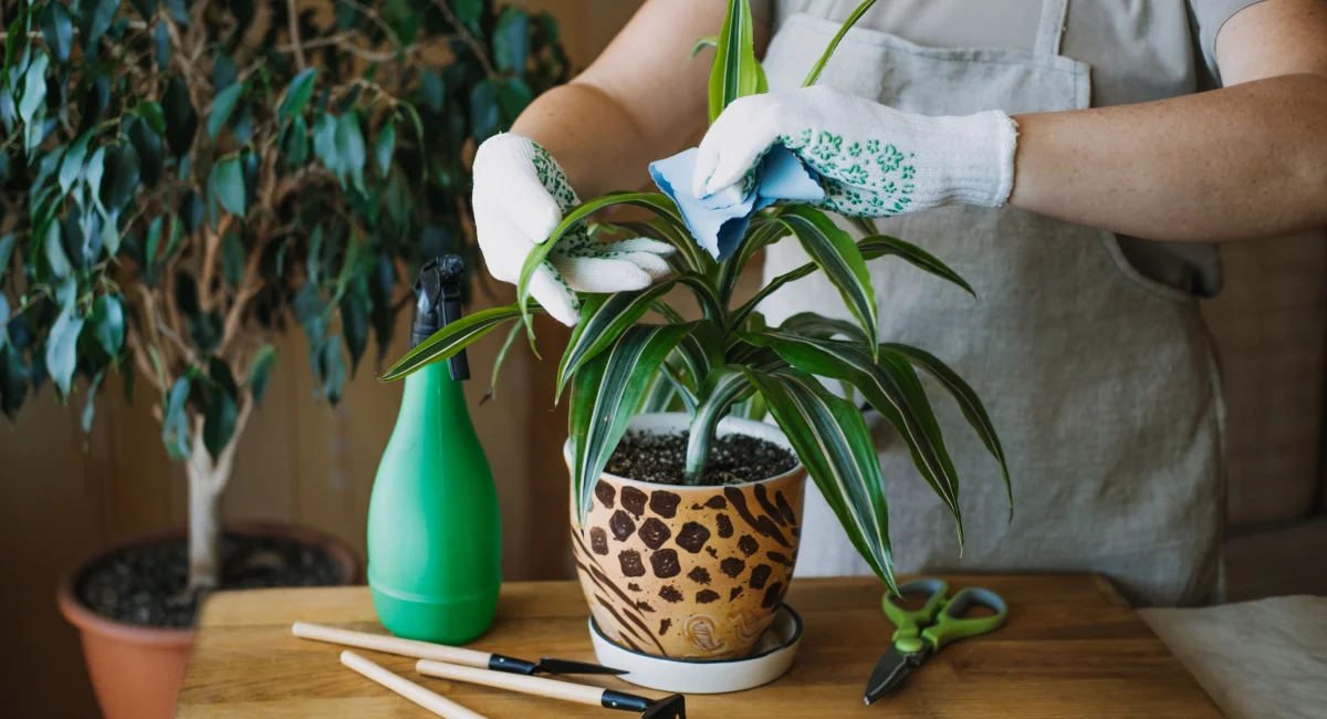 image-banner-stock-spring-houseplant-care-1300822810.webp