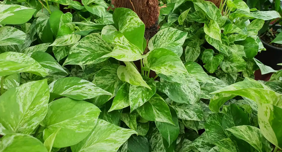 image-banner-stock-epipremnum-aureum-is-a-plant-found-in-tropical-1406924656.webp