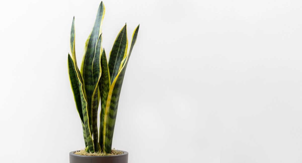 image-banner-stock-sansevieria-laurentii-dracaena-trifasciata-1218164090.webp
