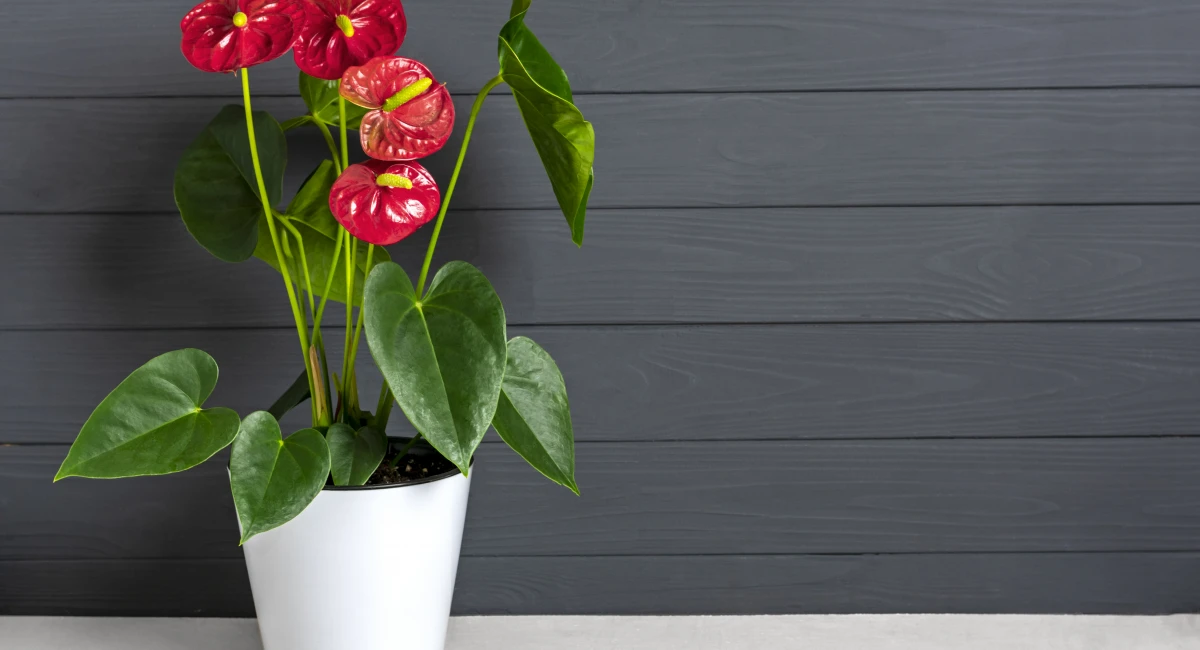 image-banner-stock-beautiful-snake-plant-dracaena-trifasciata-1377492717.webp