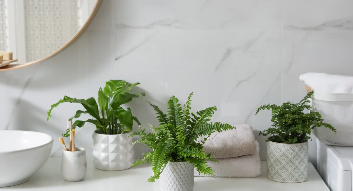 image-banner-stock-beautiful-green-ferns-1320145689.webp