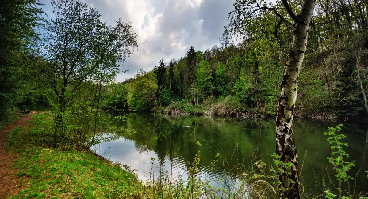 forest