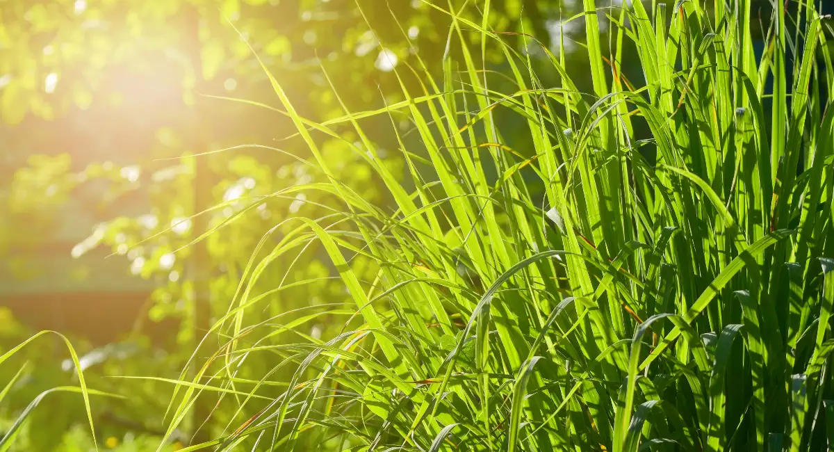 lemongrass