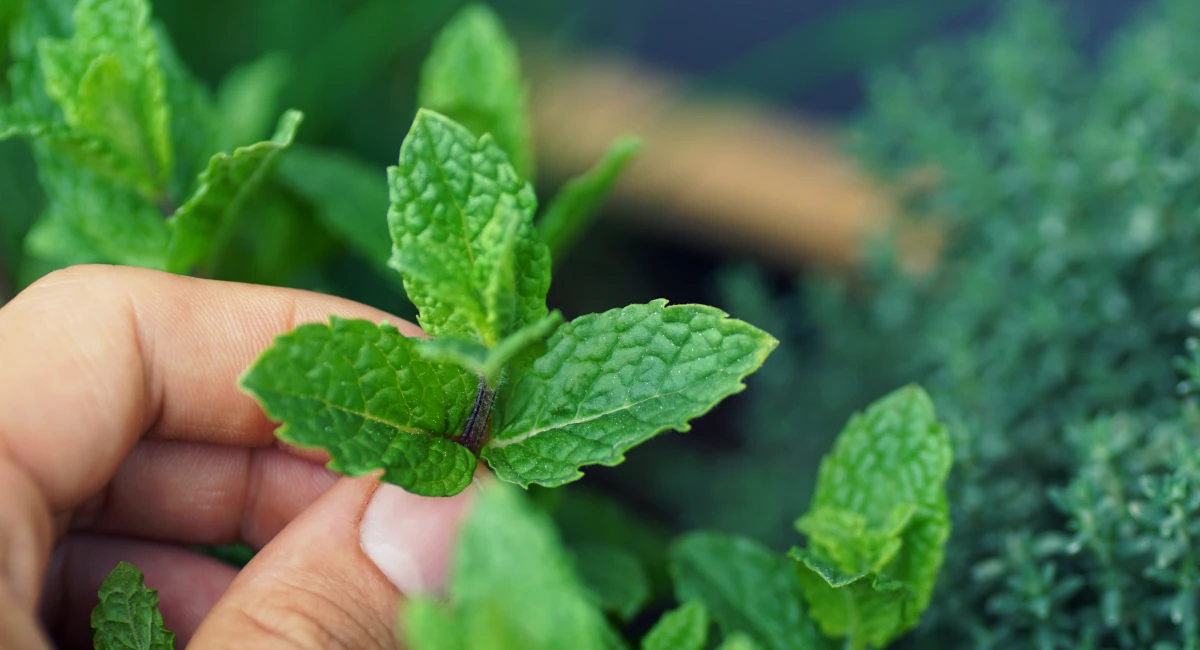 herbs