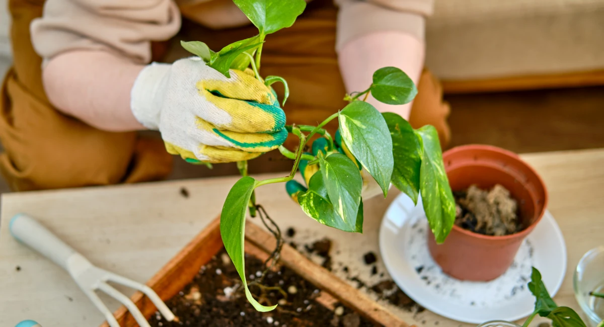 image-banner-stock-woman-working-in-home-garden-1388526803.webp