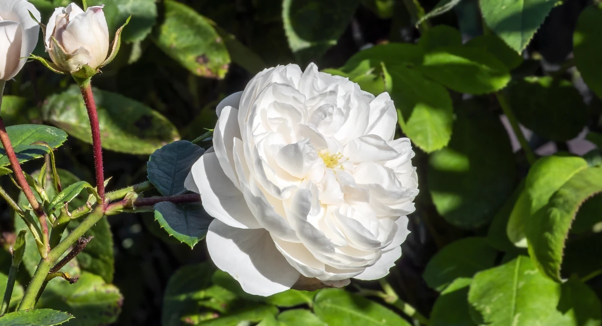 rose
