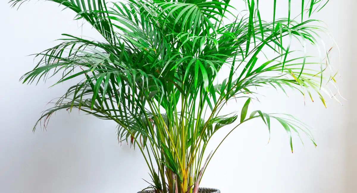 image-banner-stock-close-up-of-the-bright-green-leaves-of-a-small-1471126967.webp