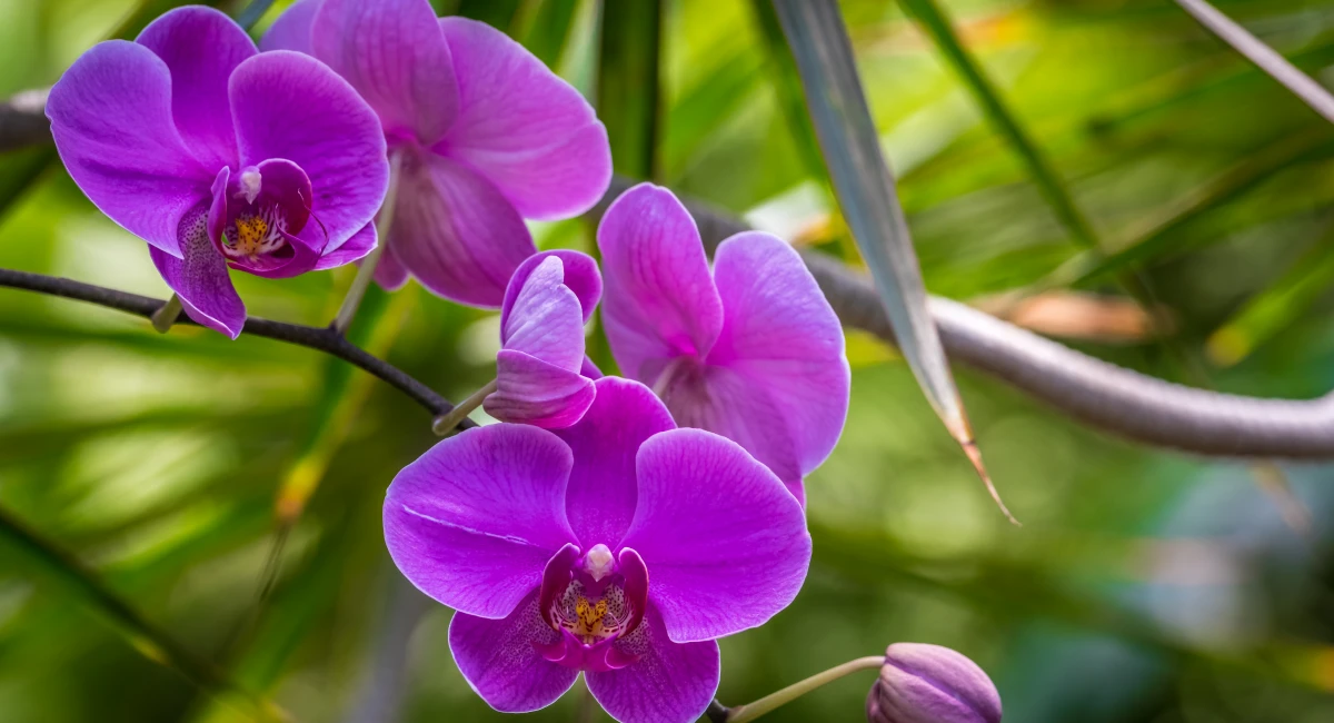 image-banner-stock-flowers-1146985106 (2).webp