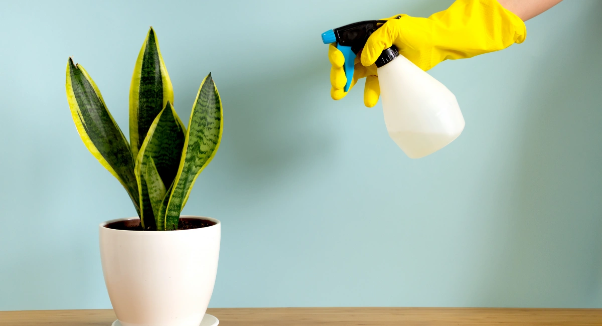 image-banner-stock-womens-hands-in-gardening-gloves-spray-plants--1256320094.webp
