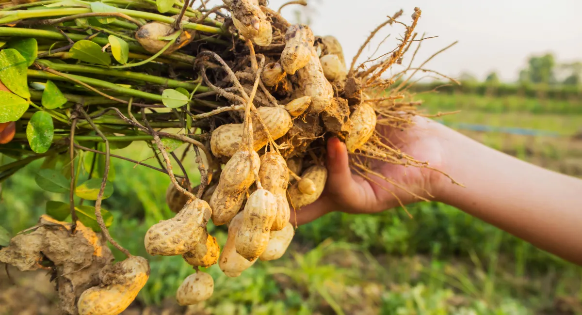 image-banner-stock-peanut-532970924.webp
