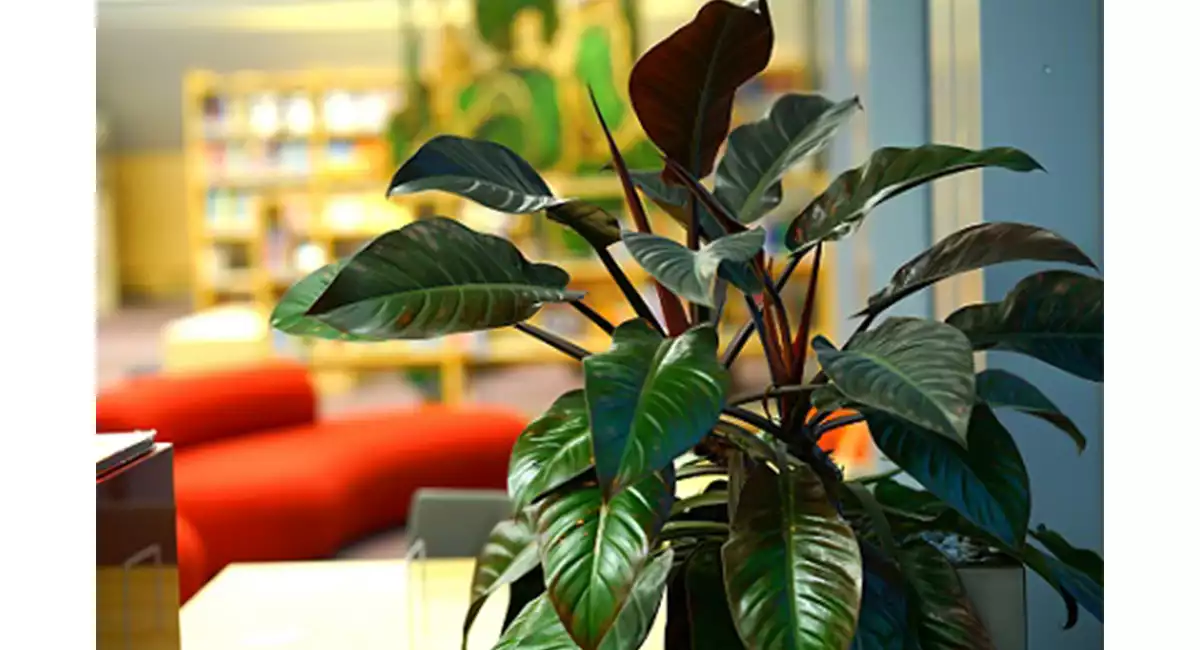 Calathea