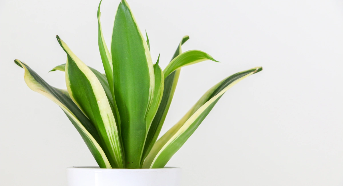 image-banner-stock-fern-in-a-white-flowerpot-530929904.webp