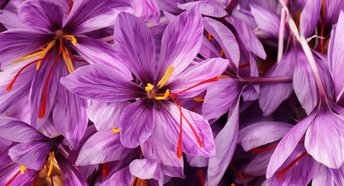 image-banner-stock-crocus-sativus-1279838817.webp