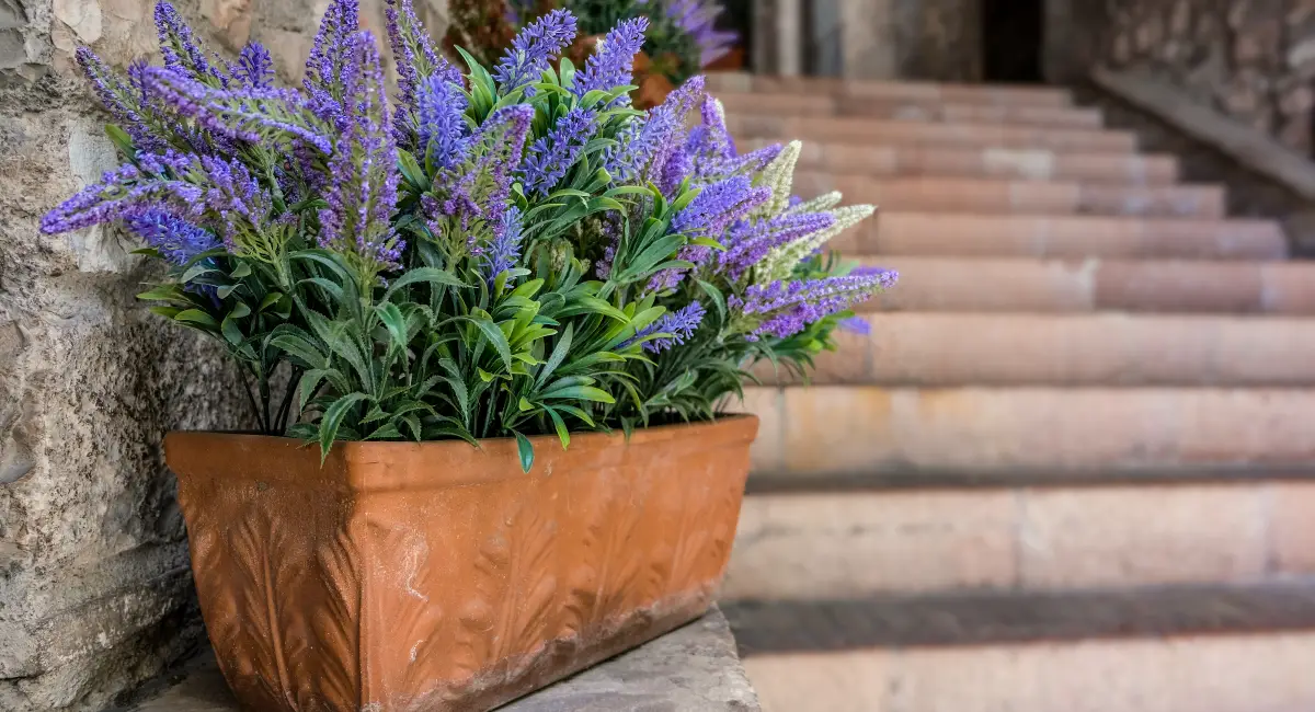 image-banner-stock-lavenders-flowers-in-garden-1226783644.webp