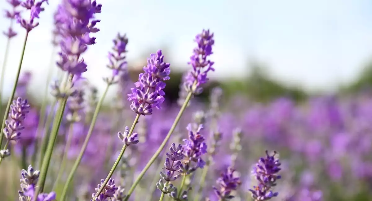 lavender