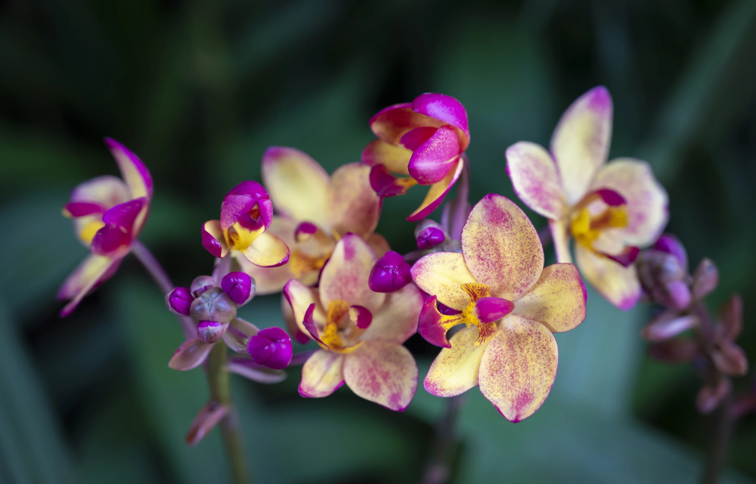 image-banner-stock-flowers-1146985106 (2).webp