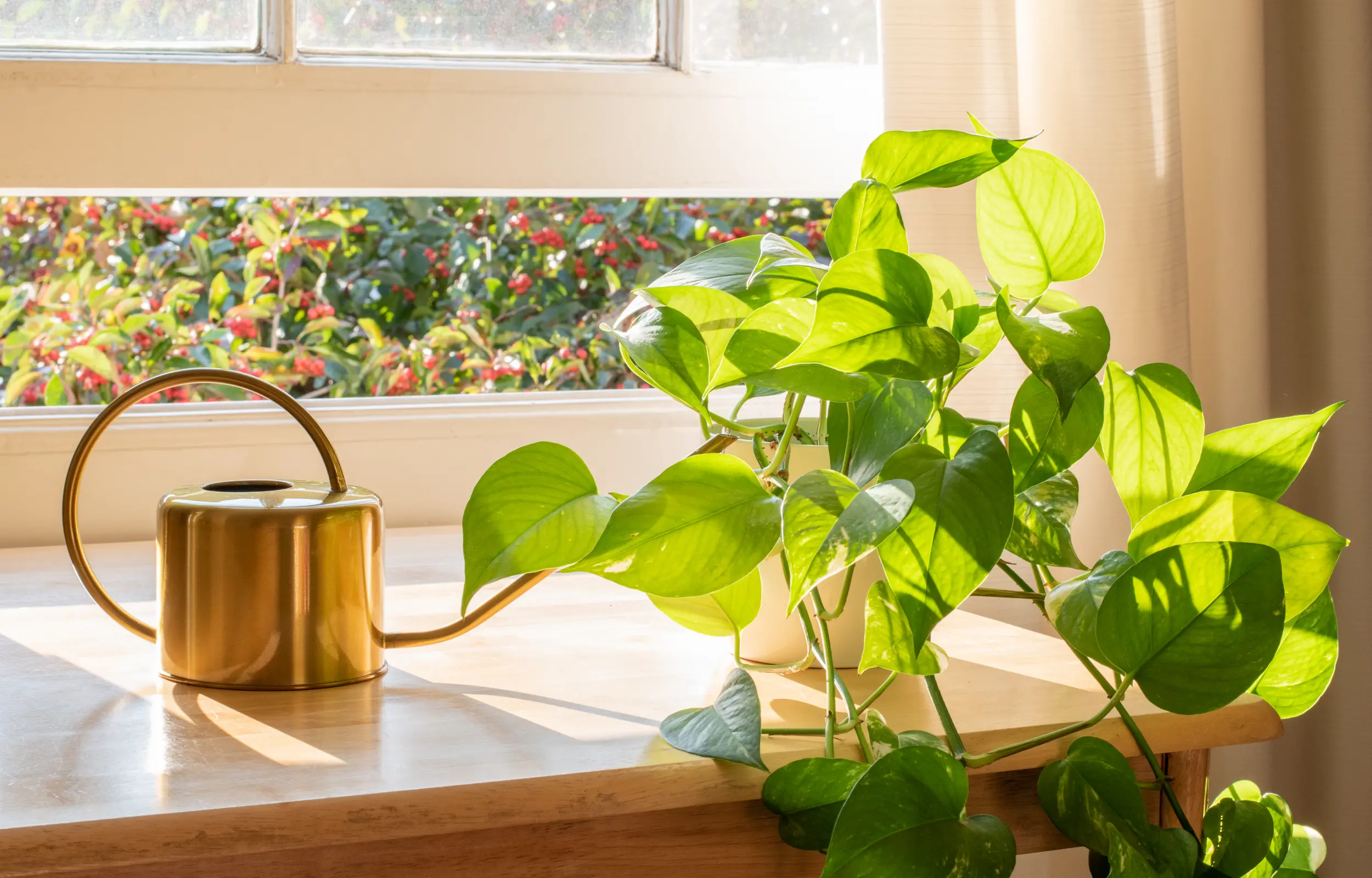 image-banner-stock-potted-devils-ivy-plant-inside-a-beautiful-new-1272285053.webp