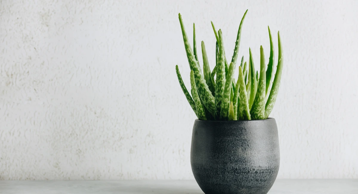 aloe vera