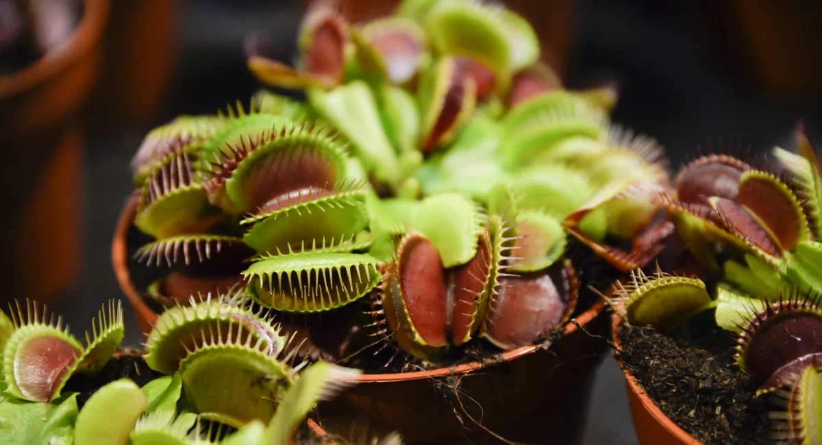 image-banner-stock-dionaea-muscipula-blooming-in-a-pot-at-home--1355271304.webp