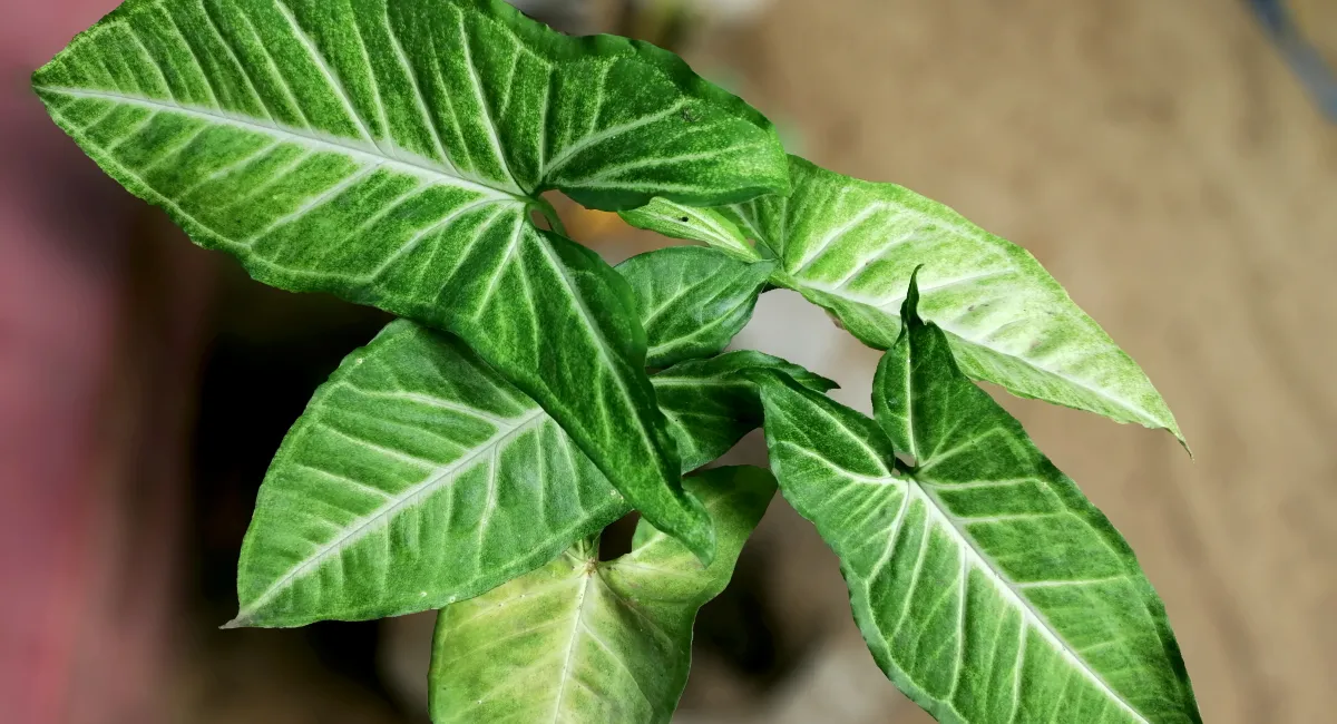 image-banner-stock-house-plant-anthurium-in-white-flowerpot-isolated-1359117982.webp