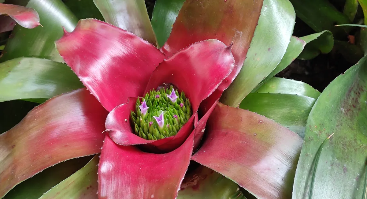 image-banner-stock-close-up-photo-of-bromeliad--1314882491.webp