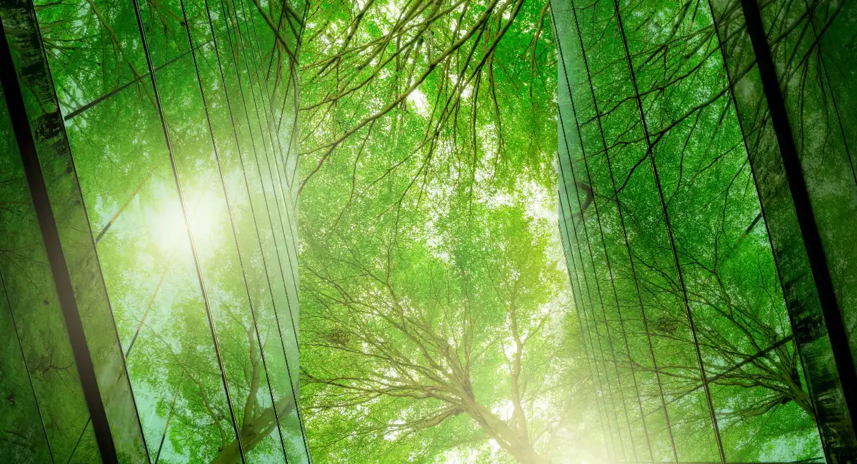 image-stock-ambius-forrest-trees-getty-1438626977.webp