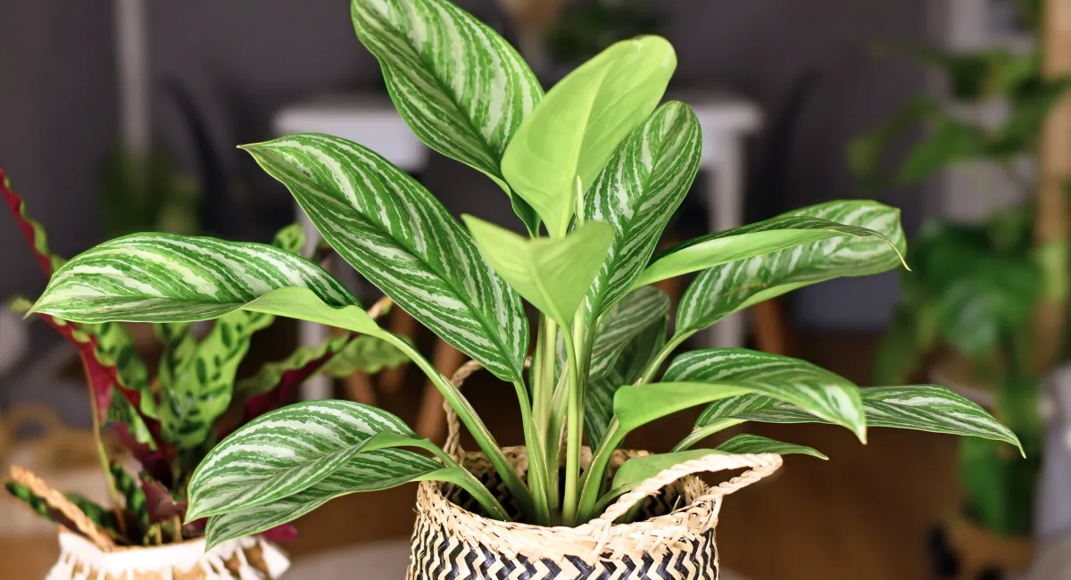 image-banner-stock-tropical-aglaonema-stripes-houseplant-with-long-1308559798 (1).webp