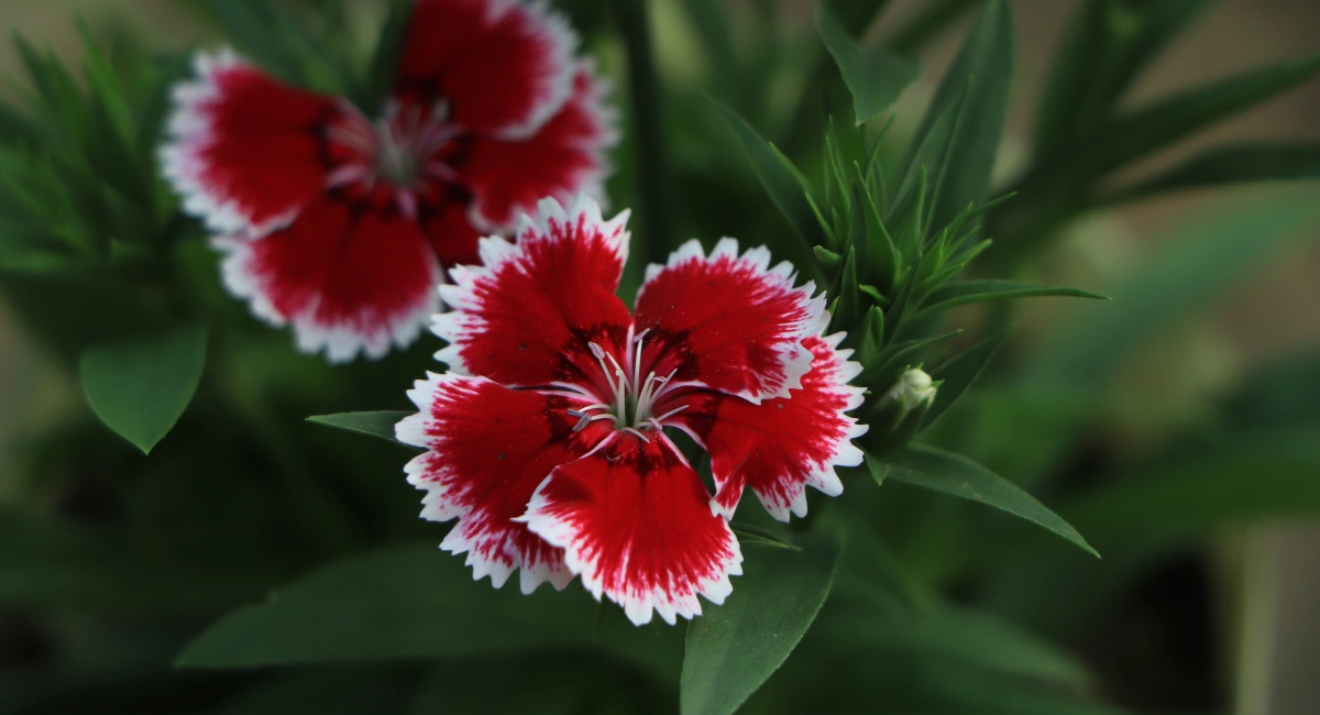 image-banner-stock-dianthus-barbatus-beautiful-ornamental-flowering-1449796383.webp