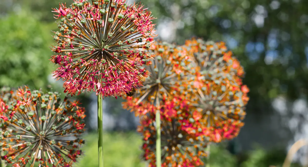 image-banner-stock-allium-red-in-the-garden-1127885626 (1).webp