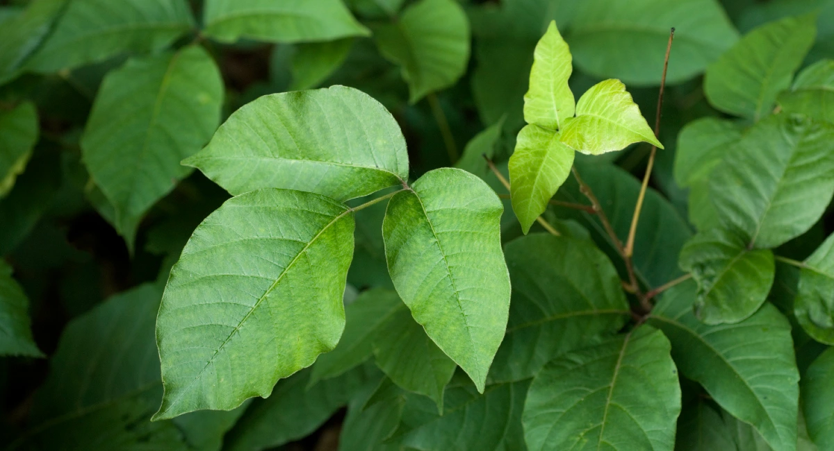 plant
