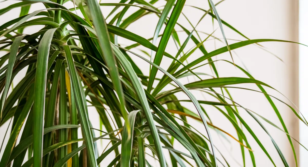 image-banner-stock-dracaena-leaves-with-white-background-578805324.webp