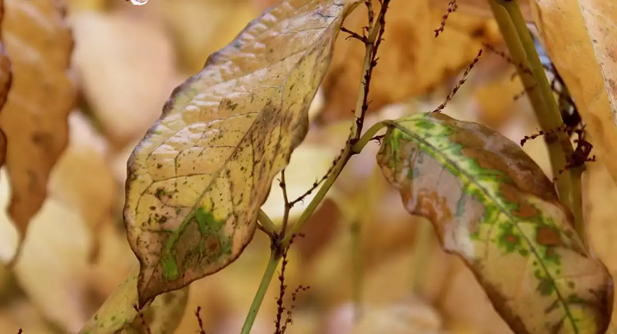 brown leaf