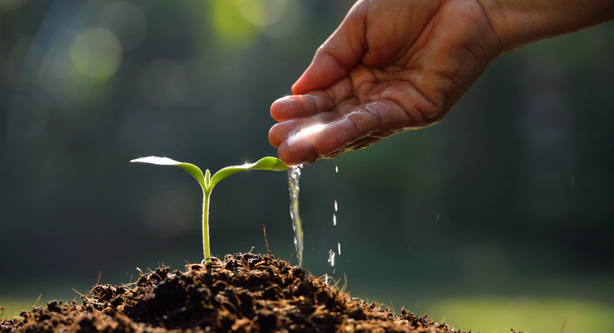 image-banner-stock-young-plant-533007815.webp
