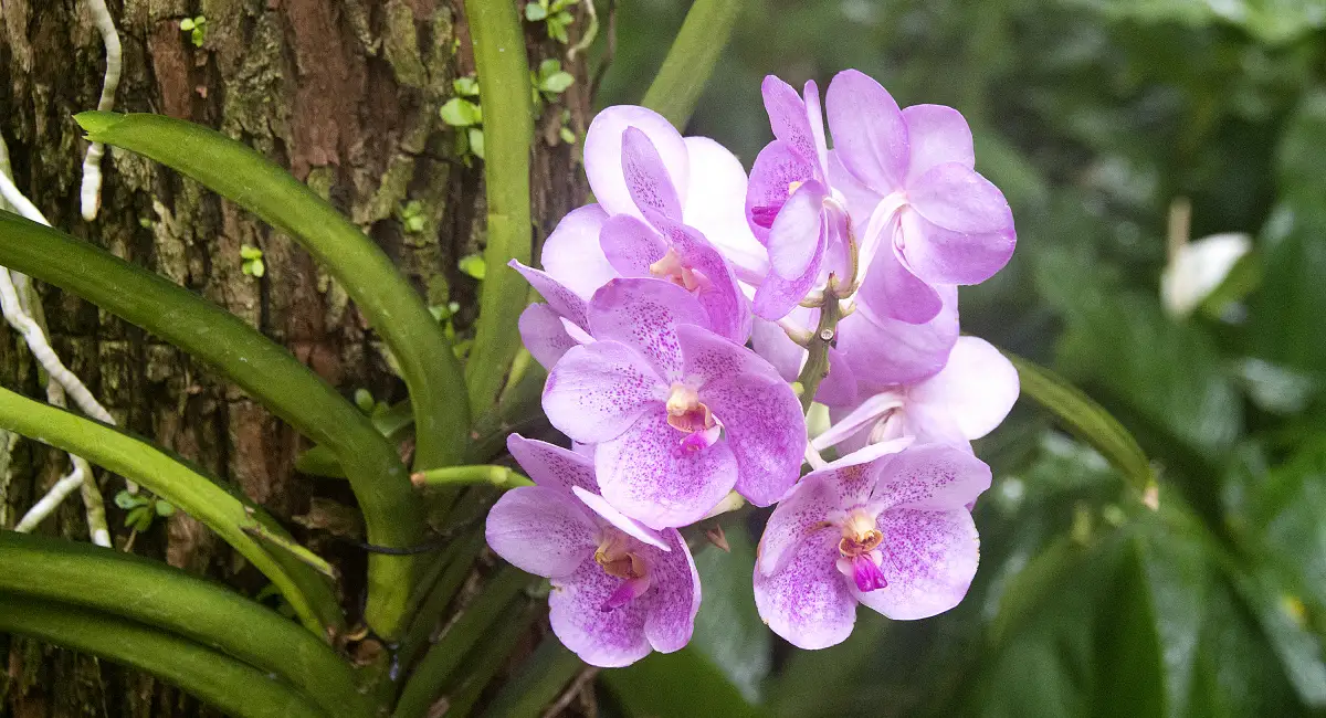 image-banner-stock-beautiful-dewy-pink-orchid-growing-on-tree-1158298491 (1).webp